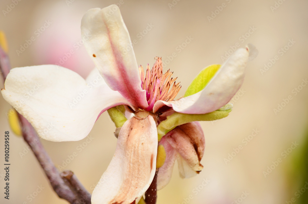 Fototapeta premium beautiful blooming magnolia flowers. closeup Spring time