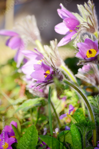 blooming purple flower bells in the green garden