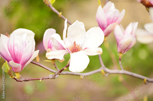 beautiful blooming magnolia flowers. closeup Spring time