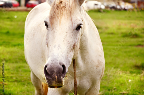 beautiful white horse looking at the camera -closeup © boryanam