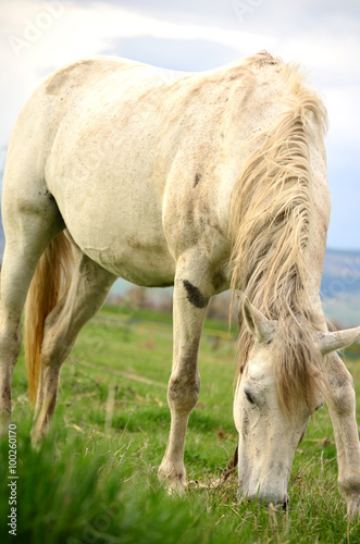 beautiful white horse grazing grass
