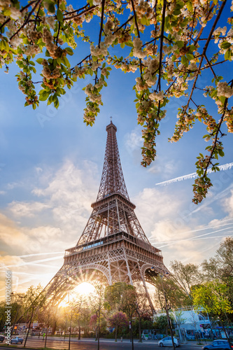 Eiffel Tower with spring tree in Paris, France © Tomas Marek