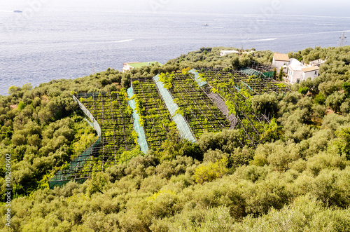 Cultivated fields by the sea near Sorrento, Italy photo