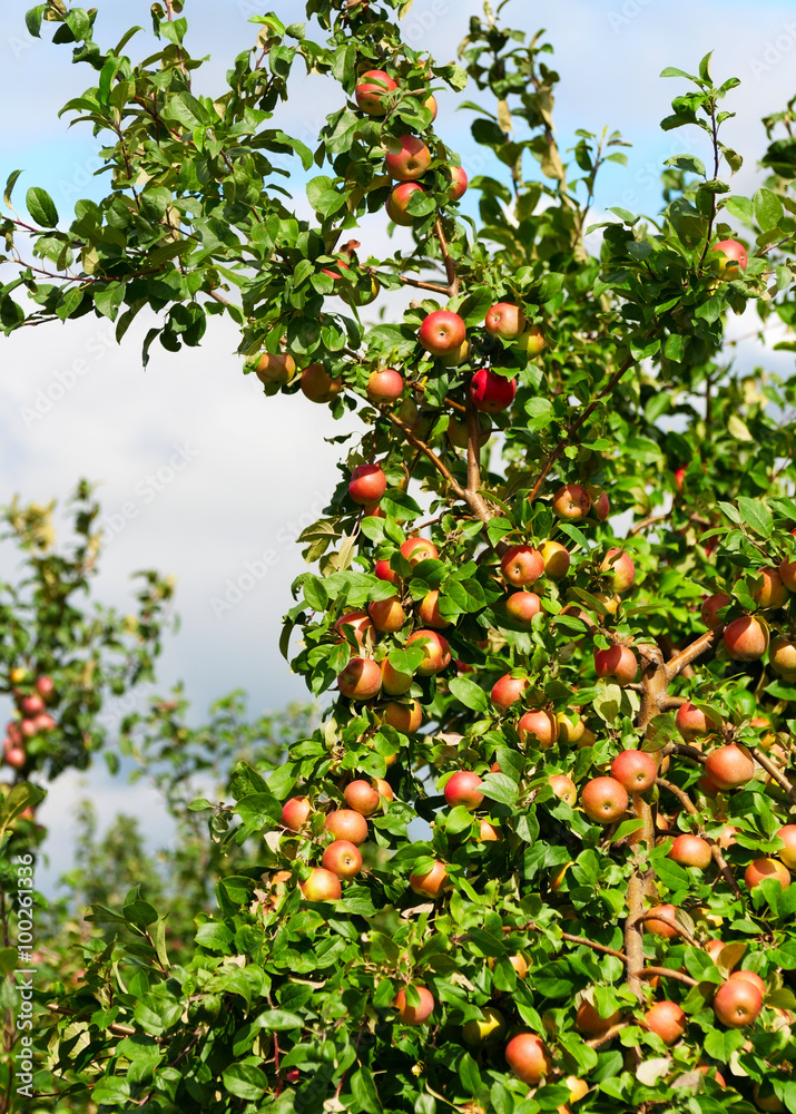 A branch with red apples A branch with red apples