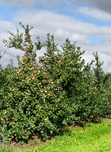 apple orchard © nordroden