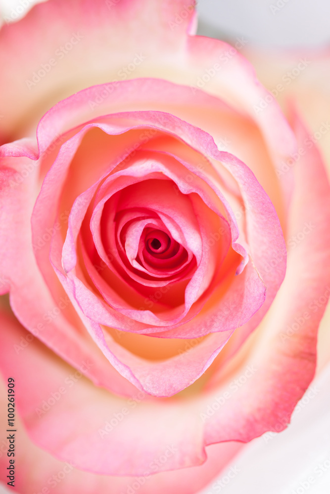 Pink rose closeup on white bright background Pink rose closeup on white bright background