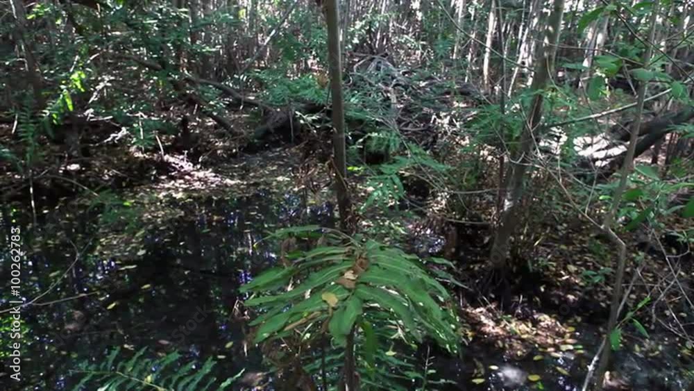 Higher shot of a slow pan across a swampy area with trees. Higher shot of a slow pan across a swampy area with trees.