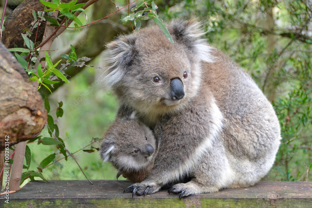 Fototapeta premium Koala z Joeyem