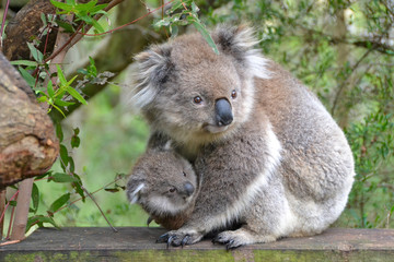 Ingelijste posters Koala Koalamoeder met joey op tak  © Lukas