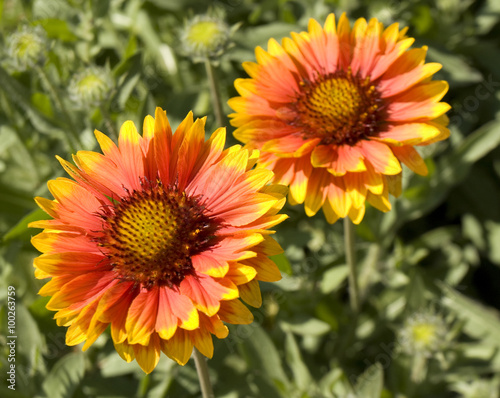 Cone flowers (rudbeckia)