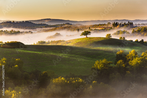 Trees and orchards on the Italian fields.