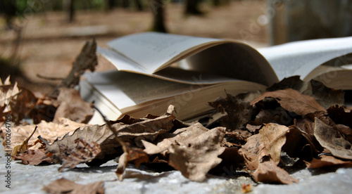 Quadro em tela Lettura - autunno
