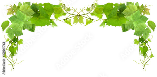 bordure de feuilles de vigne, fond blanc 
