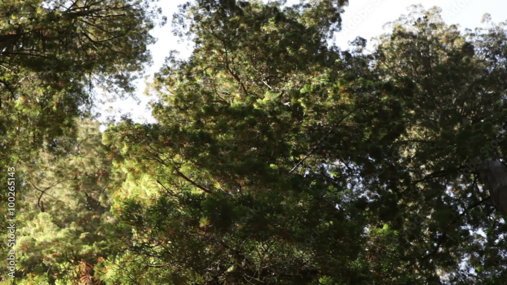 Dense pine tree branches Dense pine tree branches