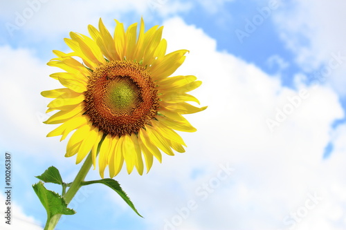 Sunflower Blooming Under Blue Sky