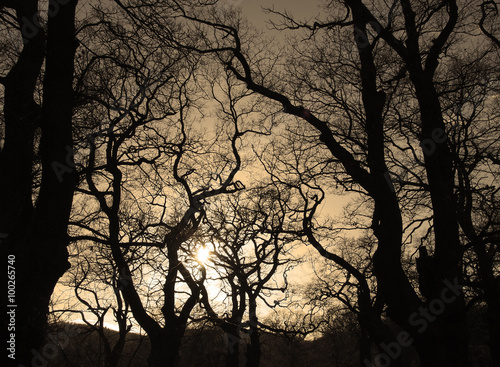 Tablou pe pânză branchy oaks contre-jour