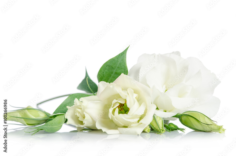 Fototapeta premium Beautiful white eustoma flowers isolated on white background
