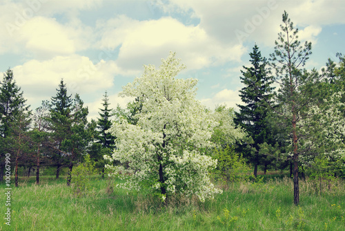 spring nature landscape with blooming trees  fresh greenery and blue clouds sky  toned image 