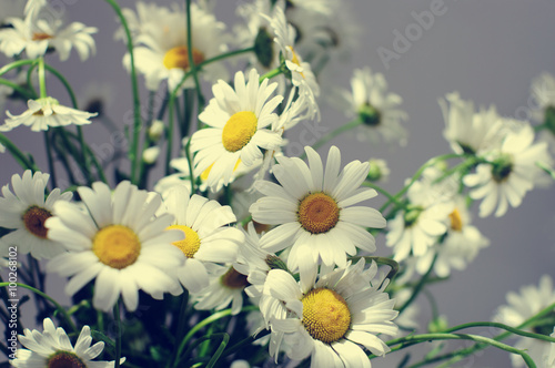  decorative big white camomilies closeup  local soft focus  shallow DOF  serenity toned  