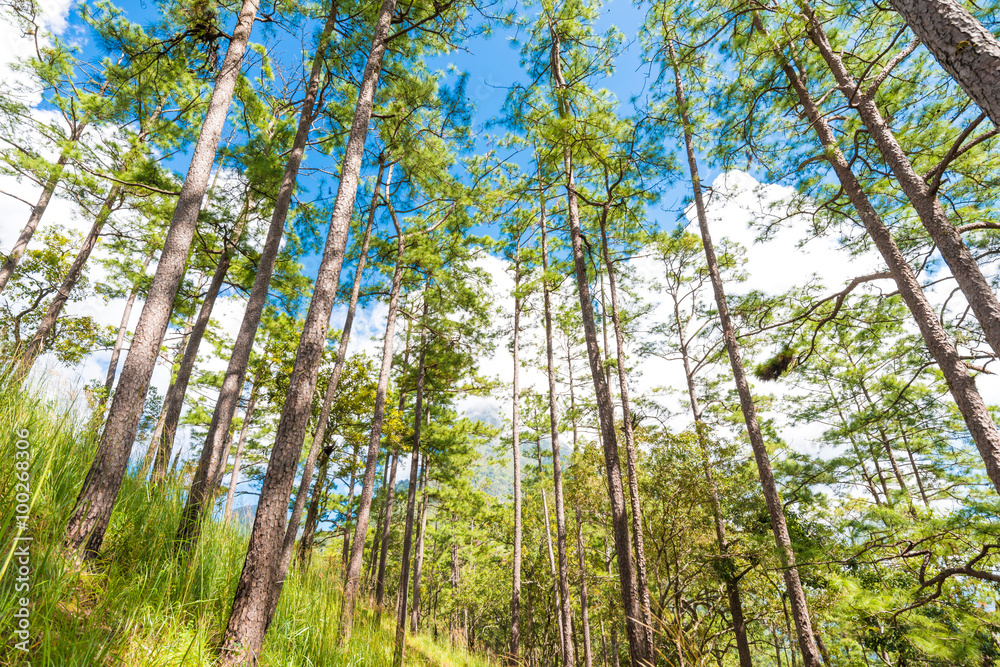Beautiful blue sky and pine forest Beautiful blue sky and pine forest
