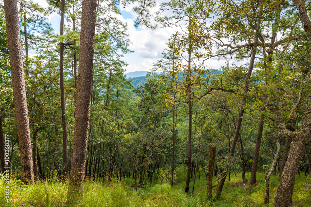 Beautiful blue sky and pine forest