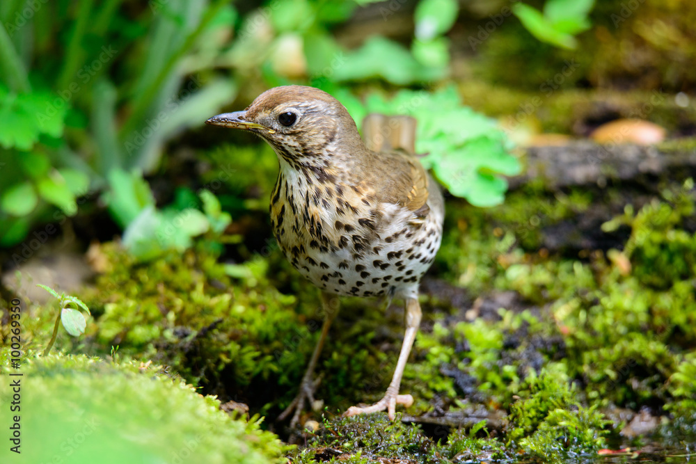 Song Thrush walking on a green background. Song Thrush walking on a green background.