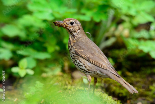 Song Thrush walking on a green background.