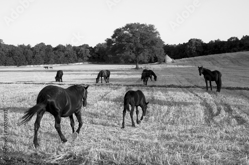 cavalli © peposlady