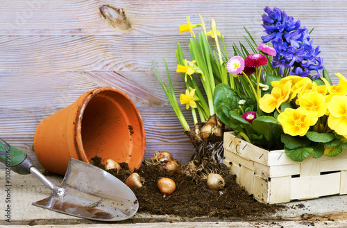 Frühlingsblumen für Balkon und Garten pflanzen, Primeln, Osterglocken, Hyazinthen, Copyspace photo