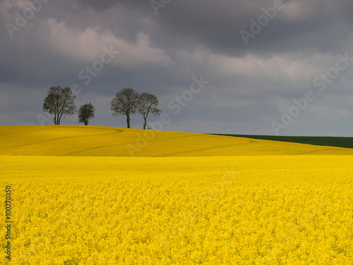 Obraz na płótnie pole rzepaku
