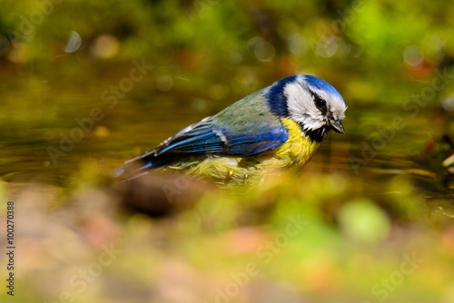 blue tit sitting on a twig © Aleksei Zakharov