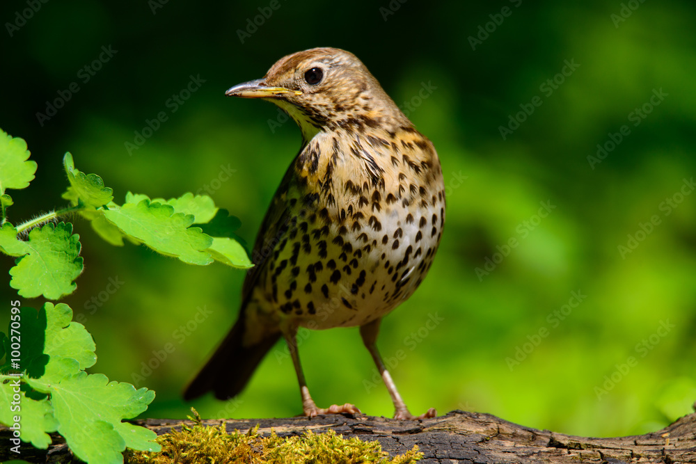 Song Thrush walking on a green background. Song Thrush walking on a green background.
