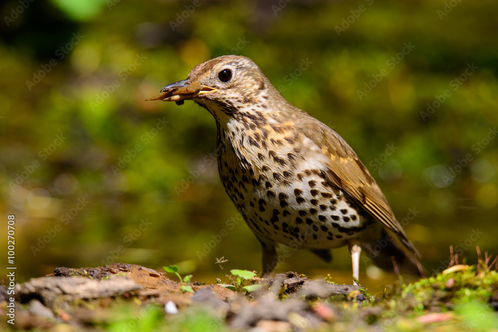 Song Thrush walking on a green background. Song Thrush walking on a green background.
