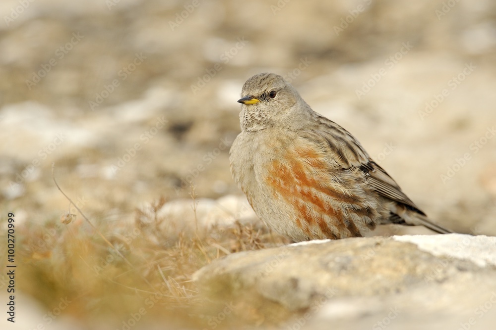 Alpine accentor (prunella collaris)
