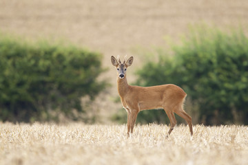 Fotobehang Ree Reebok met gewei in zomer  © bridgephotography