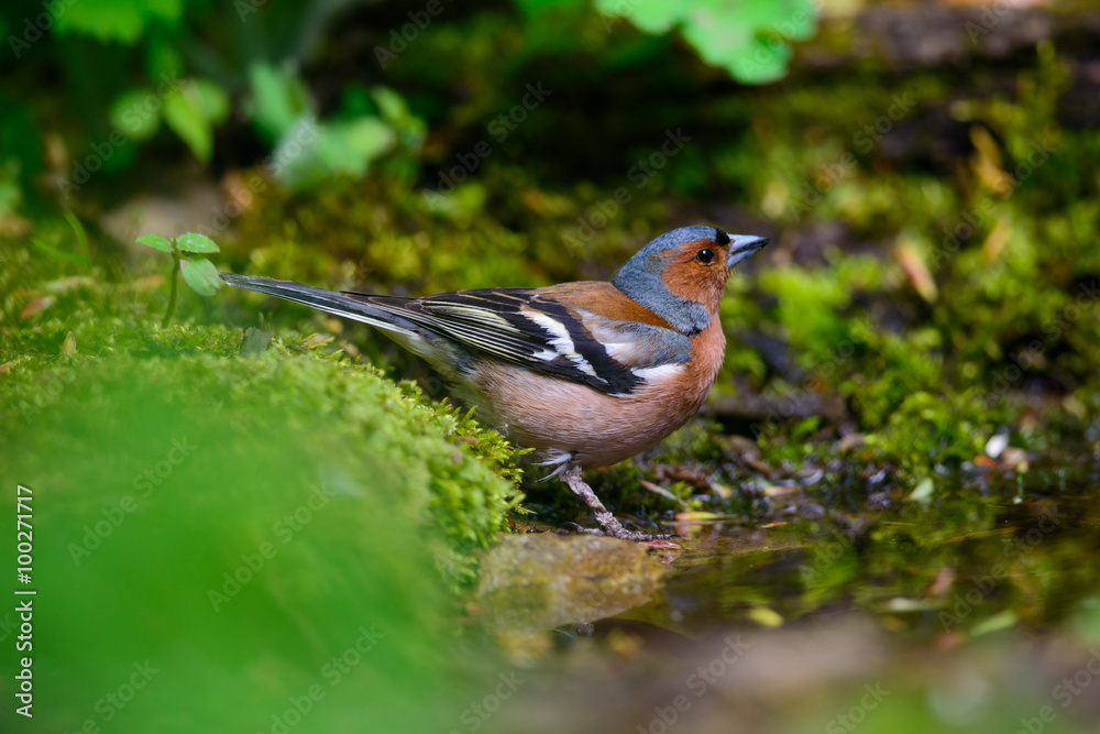 male Chaffinch fringilla coelebs on a green background male Chaffinch fringilla coelebs on a green background
