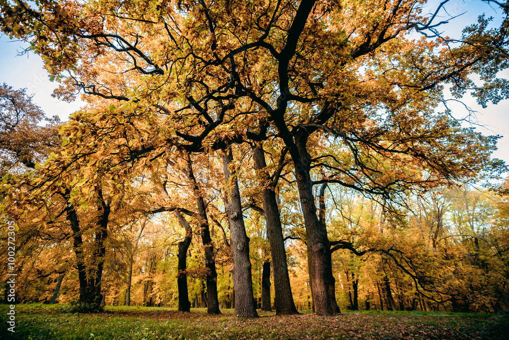 Park in autumn