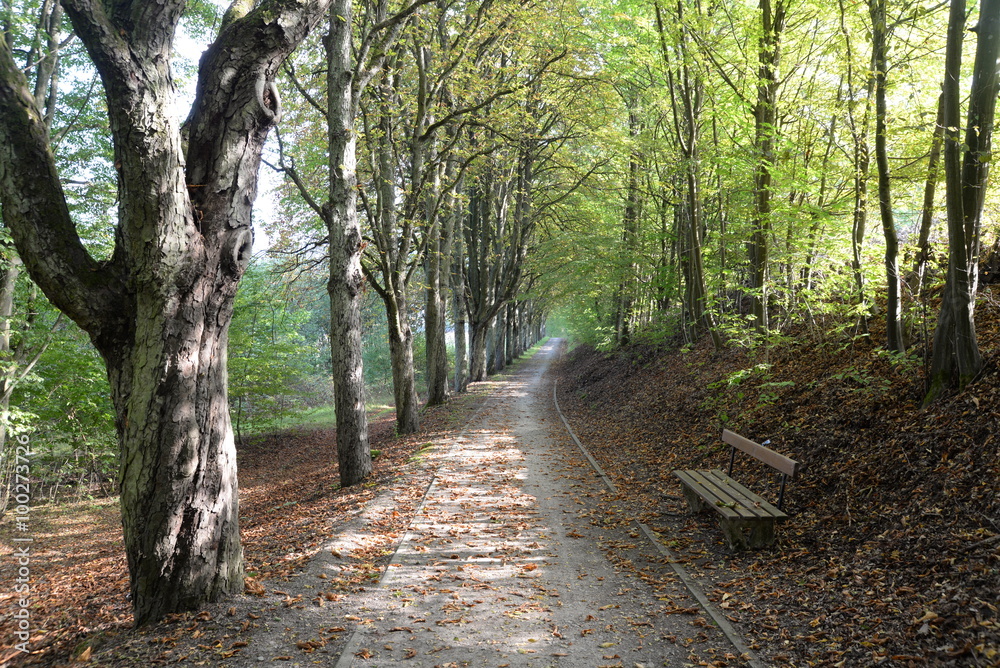 Fototapeta premium Waldweg