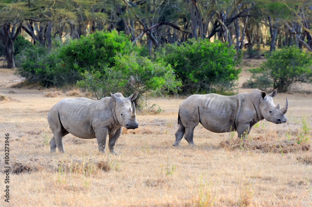 Fototapeta premium African white rhino
