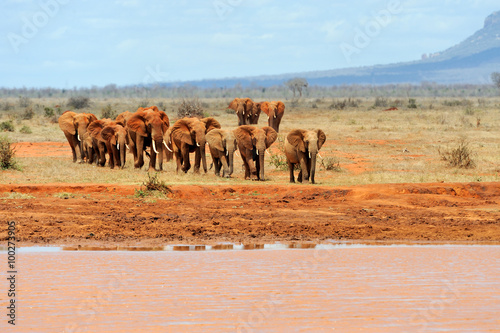 Elephant in National park of Kenya