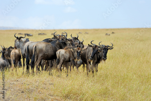 Wildebeest in National park of Kenya © byrdyak