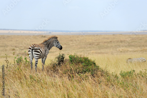 Zebra on grassland in Africa