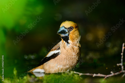 Grosbeak sitting on a tree photo