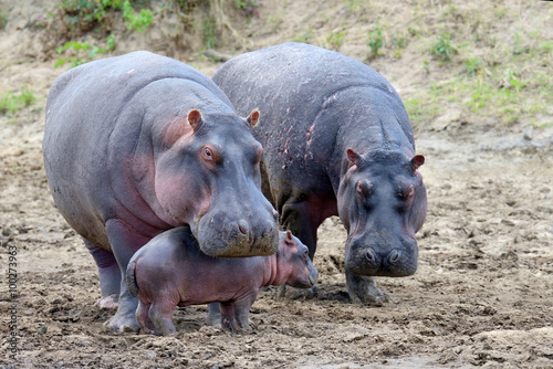 Fototapeta Hippo (Hippopotamus amphibius)