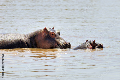 Hippo in the water © byrdyak