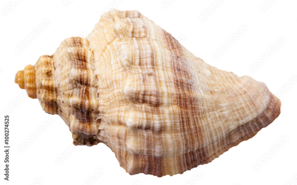 spiral shell of big sea mollusk snail isolated spiral shell of big sea mollusk snail isolated