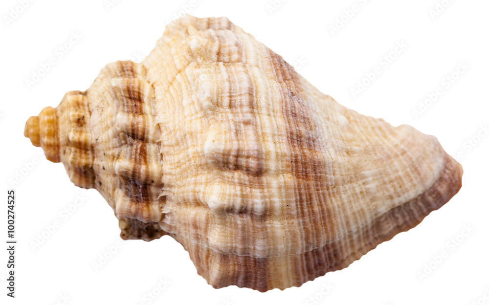 spiral shell of big sea mollusk snail isolated