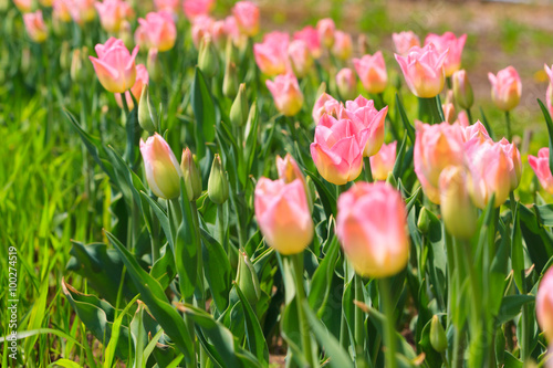 Fototapeta Naklejka Na Ścianę i Meble -  Pink tulips flowers on the garden