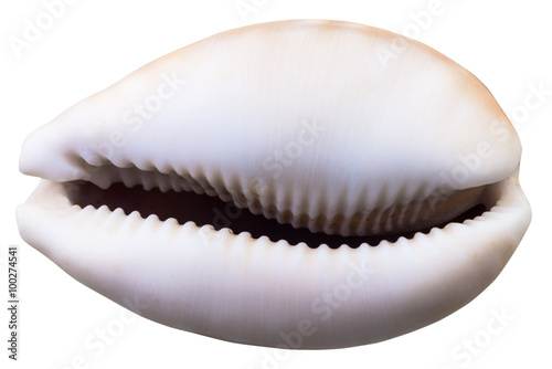 empty shell of cowry mollusk isolated on white