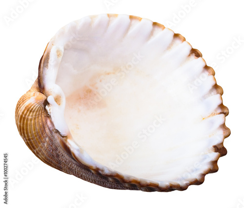 empty shell of sea clam mollusc isolated